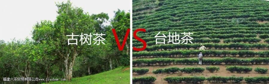 普洱台地茶和古树茶的区别 普洱台地茶和古树茶的区别