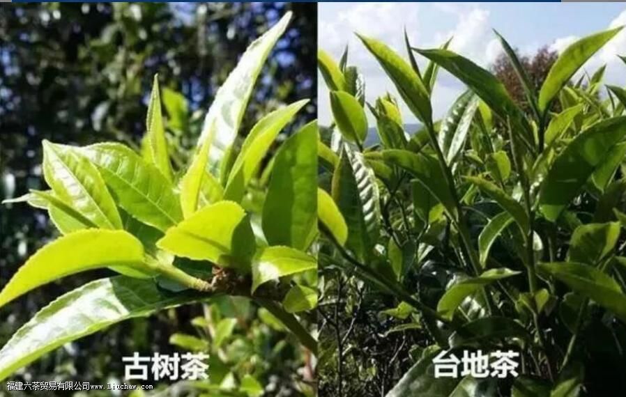 普洱台地茶和古树茶的区别 普洱台地茶和古树茶的区别