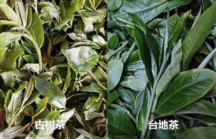 普洱台地茶和古树茶的区别 普洱台地茶和古树茶的区别