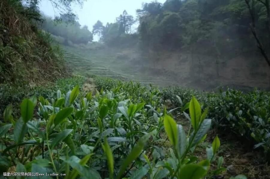 ����������ʲô��