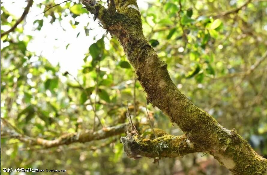 ��ľ�Ͳ������ص�