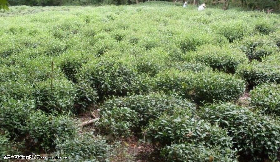 ��ľ�Ͳ������ص�