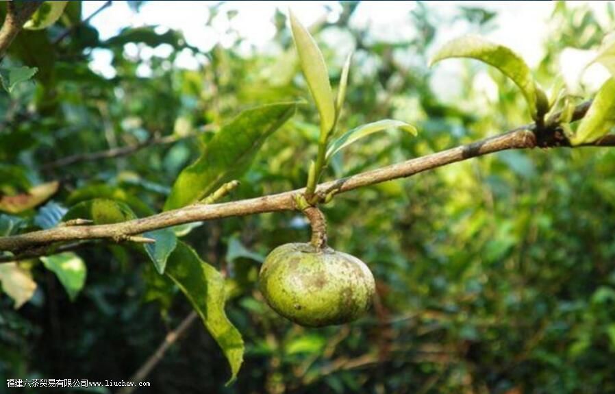 ��ľ�Ͳ������ص�