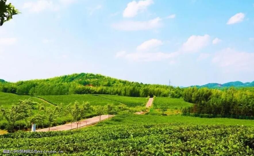 青砖茶属于什么茶 青砖茶的特点介绍 青砖茶属于什么茶 青砖茶的特点介绍