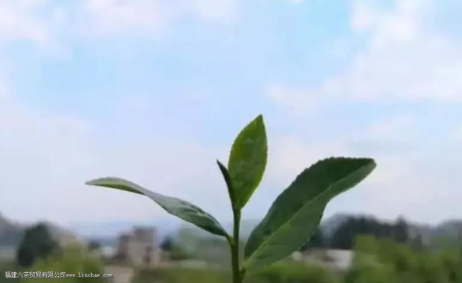 秋茶是什么时候采摘的 秋茶是什么时候采摘的