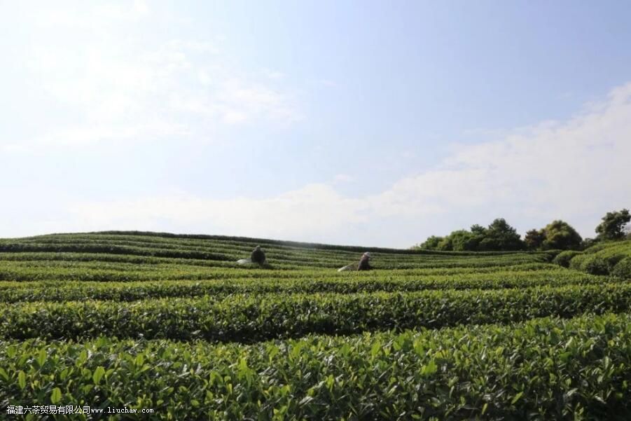 秋茶是什么时候采摘的 秋茶是什么时候采摘的