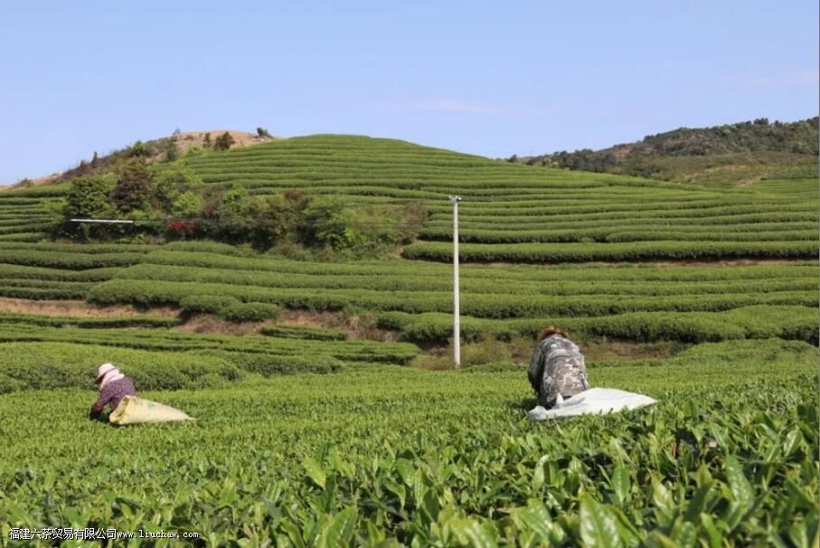 秋茶是什么时候采摘的 秋茶是什么时候采摘的