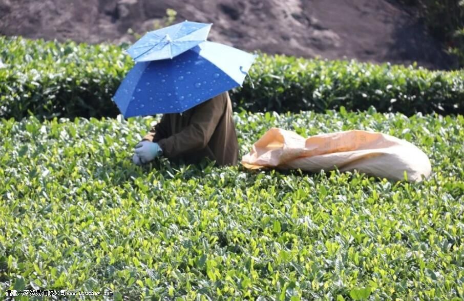 秋茶是什么时候采摘的 秋茶是什么时候采摘的