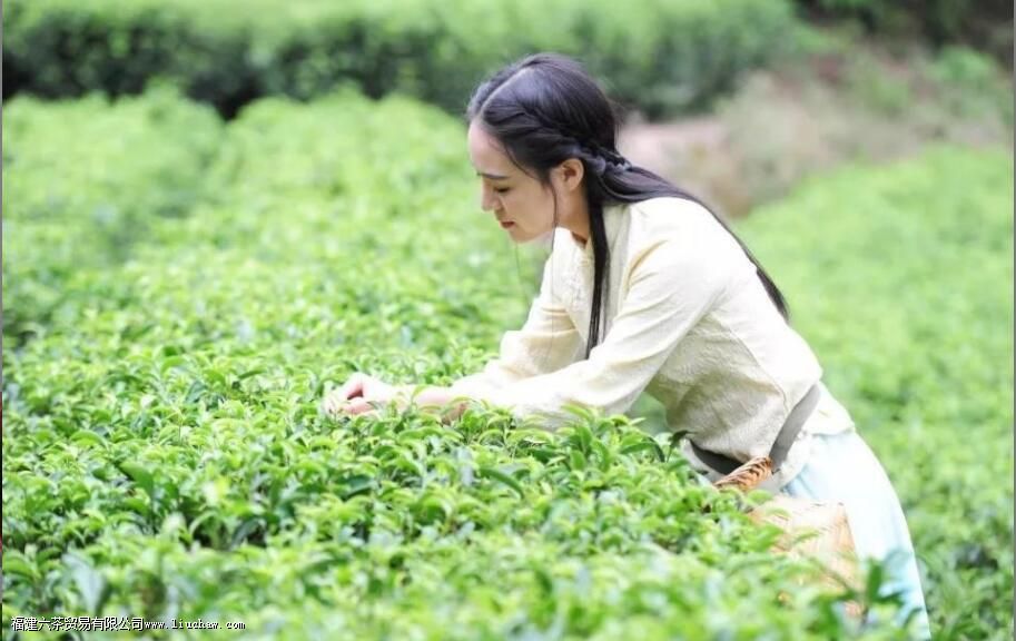 秋茶是什么时候采摘的 秋茶是什么时候采摘的