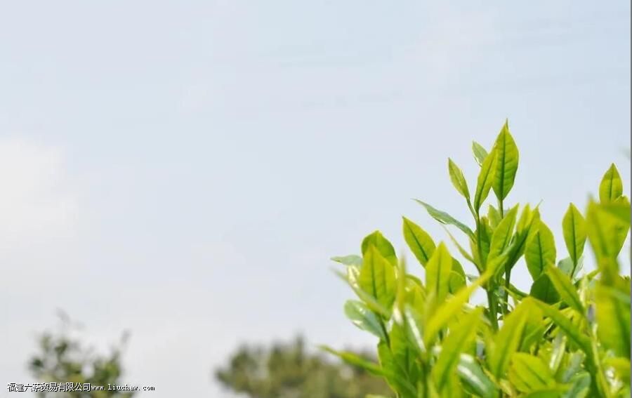 秋季生产的绿茶有什么特点 秋季生产的绿茶有什么特点