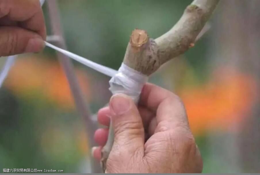 圈枝柑和驳枝柑究竟是什么 圈枝柑和驳枝如何区别 圈枝柑和驳枝柑究竟是什么 圈枝柑和驳枝如何区别