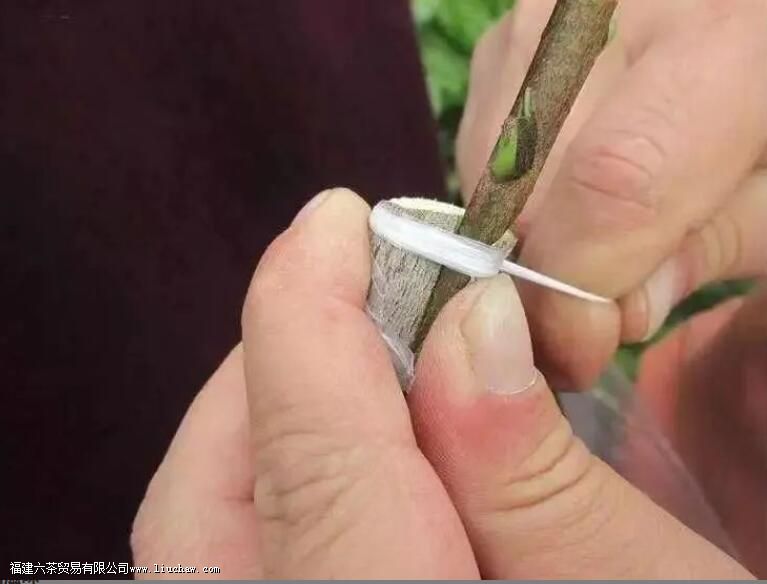 圈枝柑和驳枝柑究竟是什么 圈枝柑和驳枝如何区别 圈枝柑和驳枝柑究竟是什么 圈枝柑和驳枝如何区别