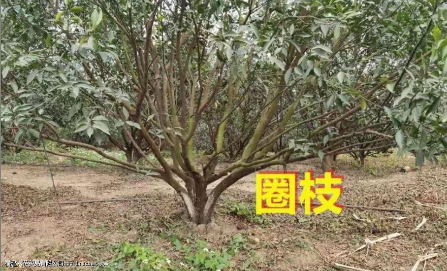 圈枝柑和驳枝柑究竟是什么 圈枝柑和驳枝如何区别 圈枝柑和驳枝柑究竟是什么 圈枝柑和驳枝如何区别