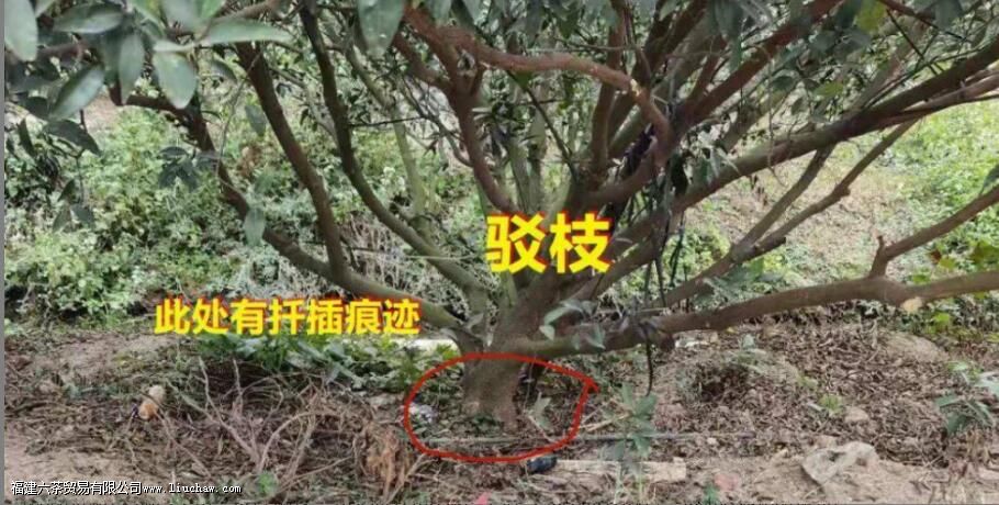 圈枝柑和驳枝柑究竟是什么 圈枝柑和驳枝如何区别 圈枝柑和驳枝柑究竟是什么 圈枝柑和驳枝如何区别