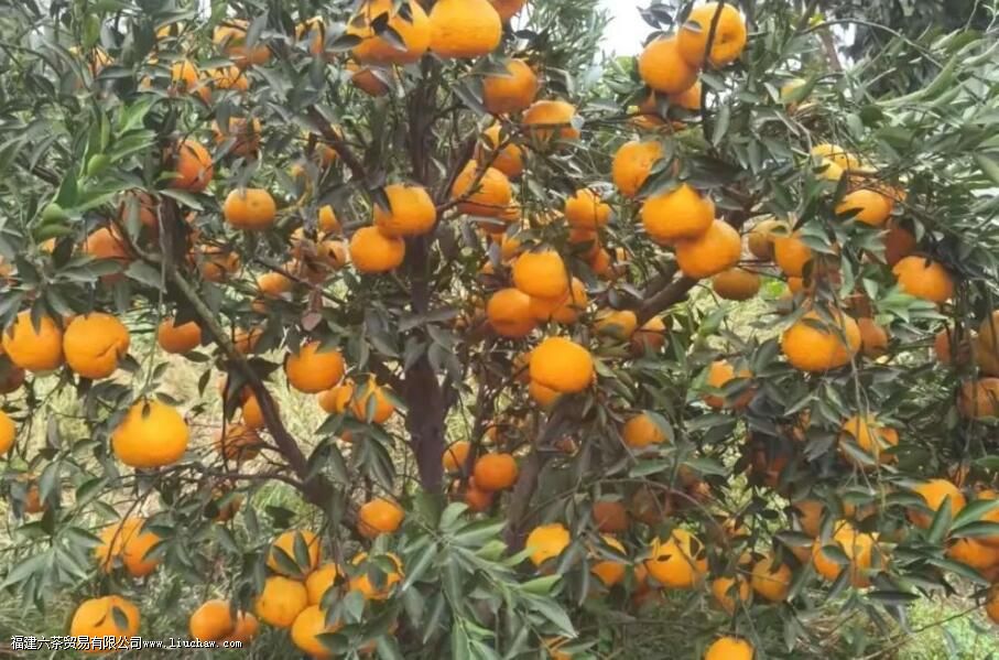 圈枝柑和驳枝柑究竟是什么 圈枝柑和驳枝如何区别 圈枝柑和驳枝柑究竟是什么 圈枝柑和驳枝如何区别