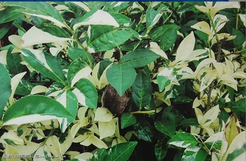 �������׻��� �׻���ı�������������