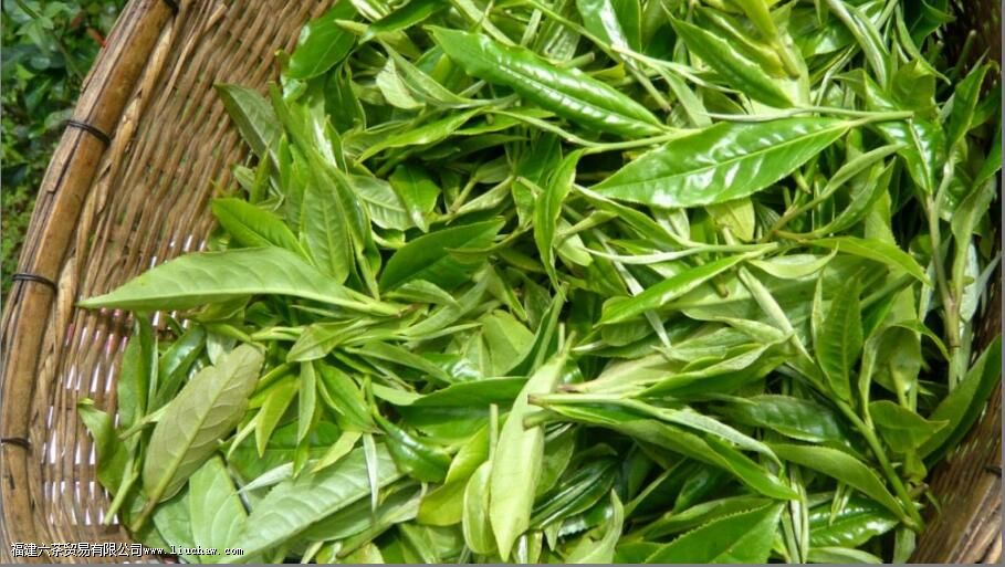 如何选茶 分享4条实用的买茶建议 如何选茶 分享4条实用的买茶建议