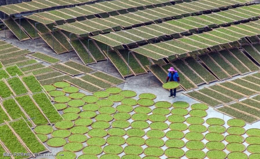 如何选茶 分享4条实用的买茶建议 如何选茶 分享4条实用的买茶建议
