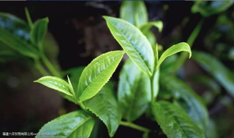 晒青绿茶有哪些茶 晒青绿茶有哪些茶