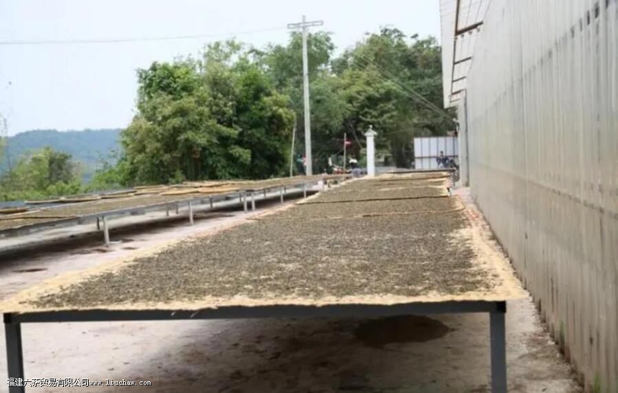 晒青绿茶有哪些茶 晒青绿茶有哪些茶