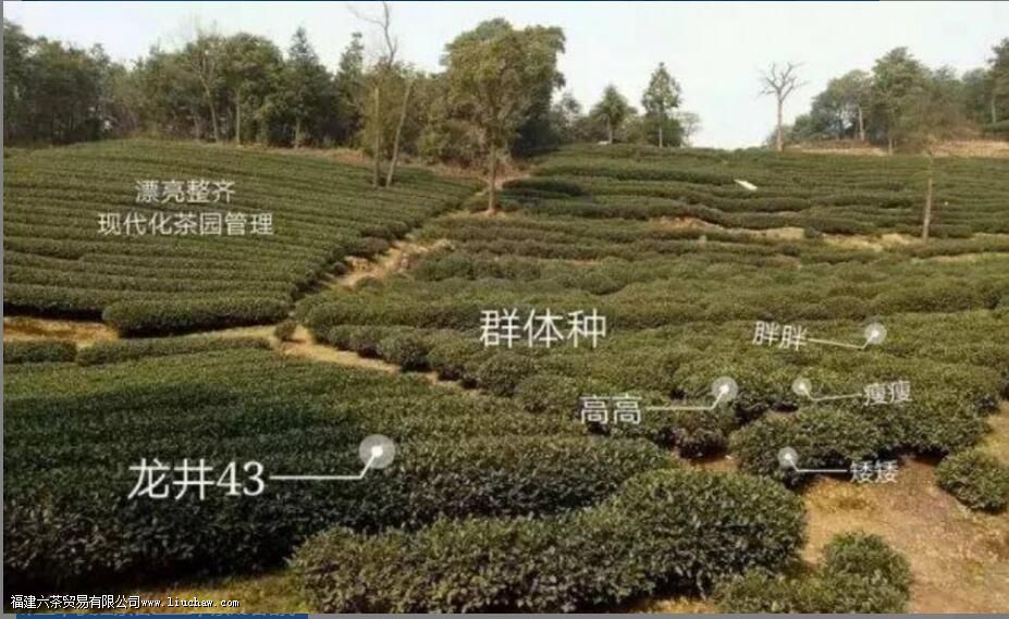 ʲô����������