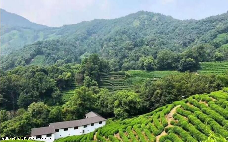 ʲô����������