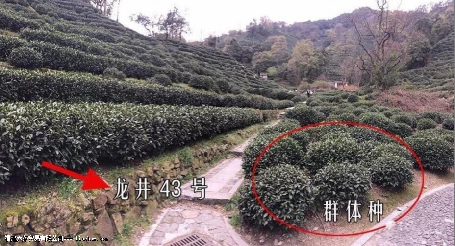 ʲô����������