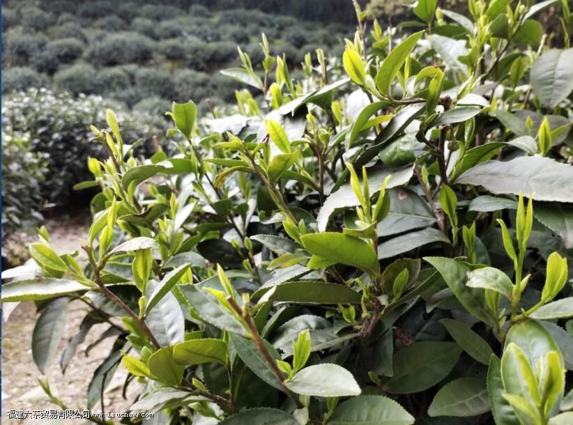 ʲô����������