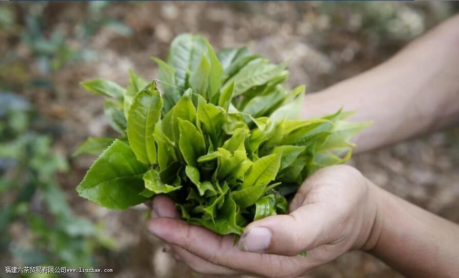 ʲô�ǲ�Ҷ�ļӹ�