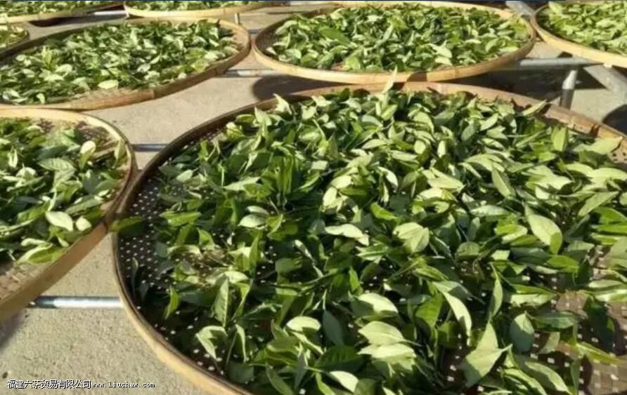 ʲô�ǲ�Ҷ�ļӹ�