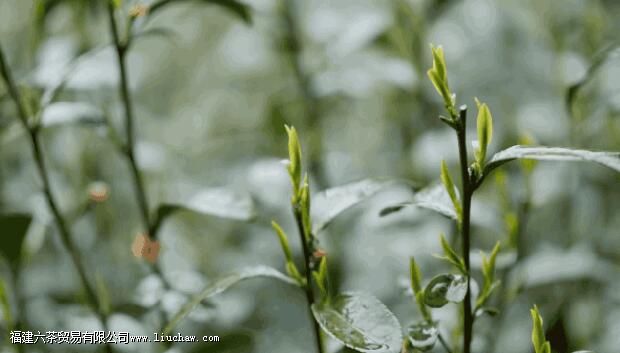 ʲô������