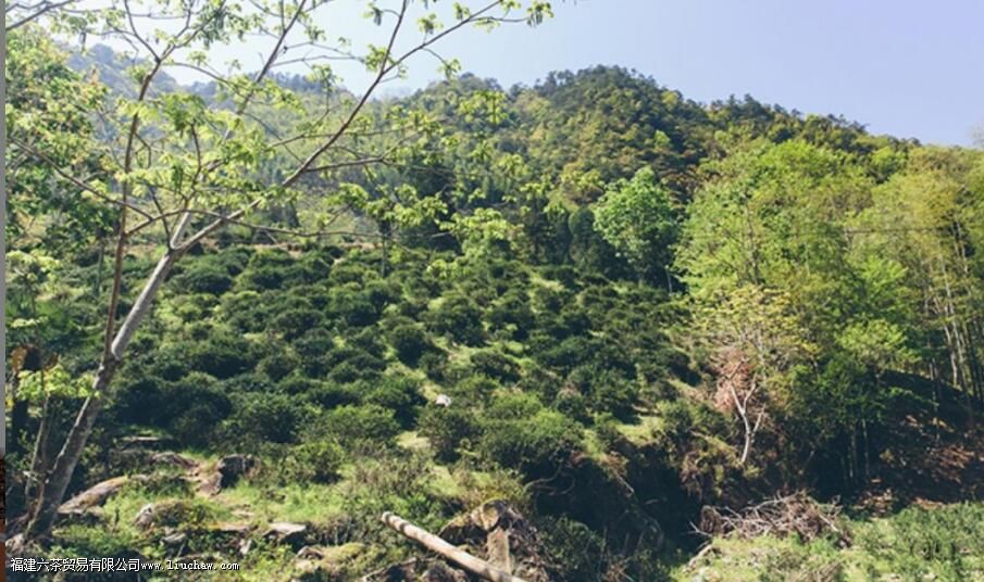 什么是正山小种 什么是正山小种