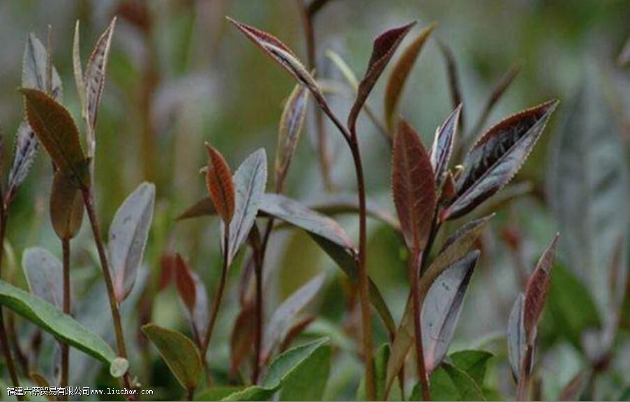 什么是紫茶 什么是紫茶