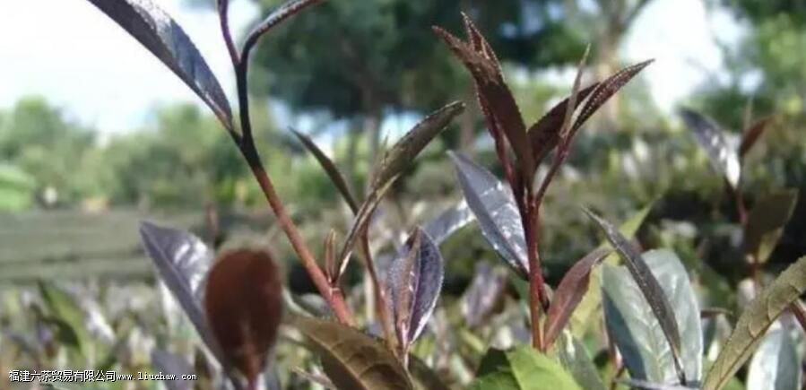 什么是紫茶 什么是紫茶