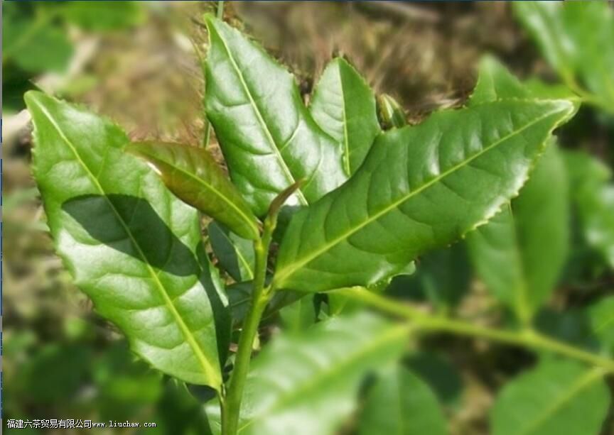 ʲô�в������ֱ���֮��