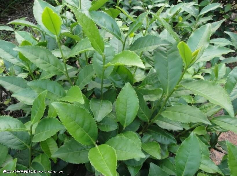 ʲô�в������ֱ���֮��