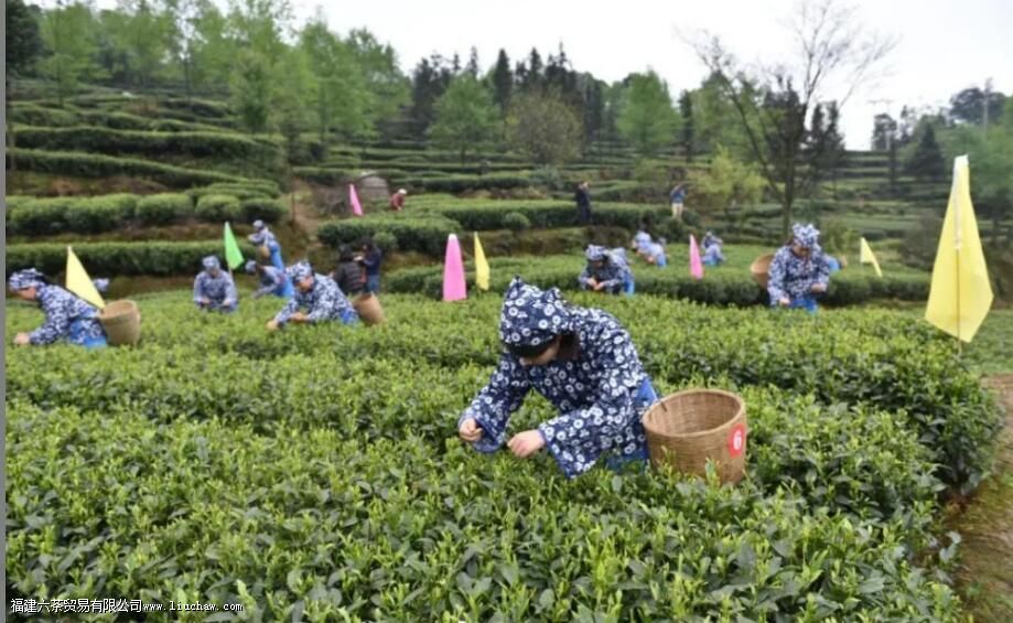 �Ĵ���ֲ�����������Щ