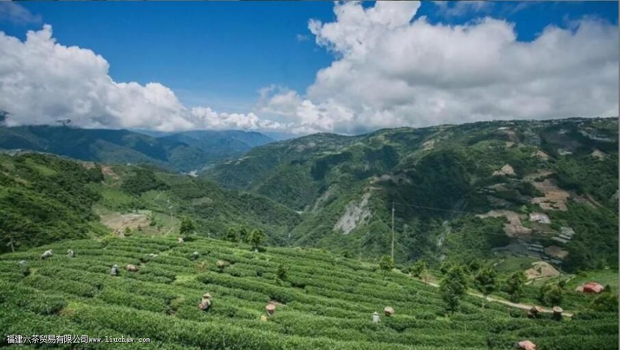 台湾茶叶有哪些 台湾茶叶有哪些