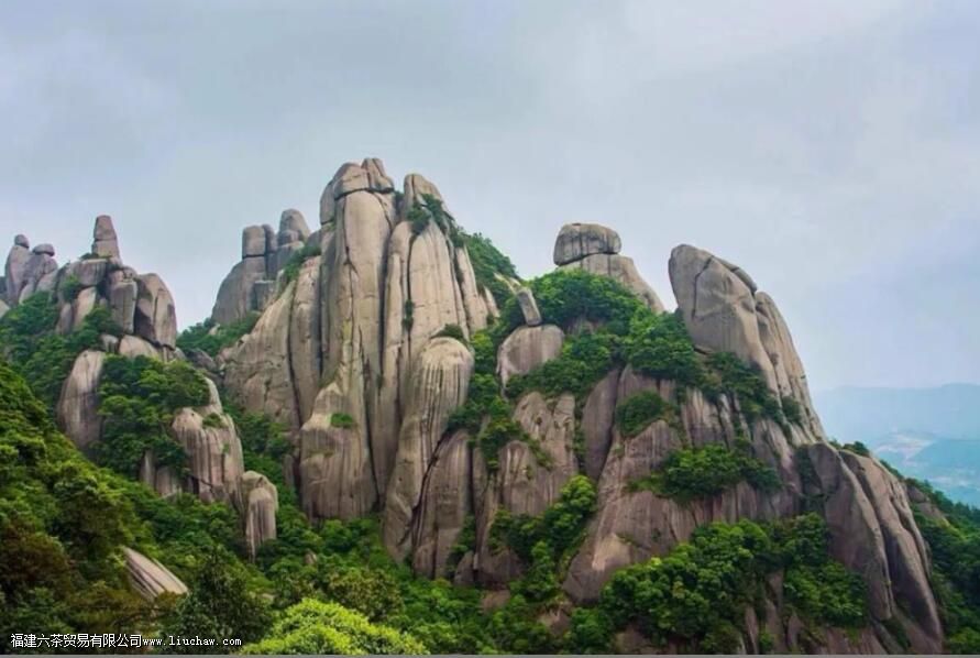 太姥山白茶的特点 太姥山白茶的特点