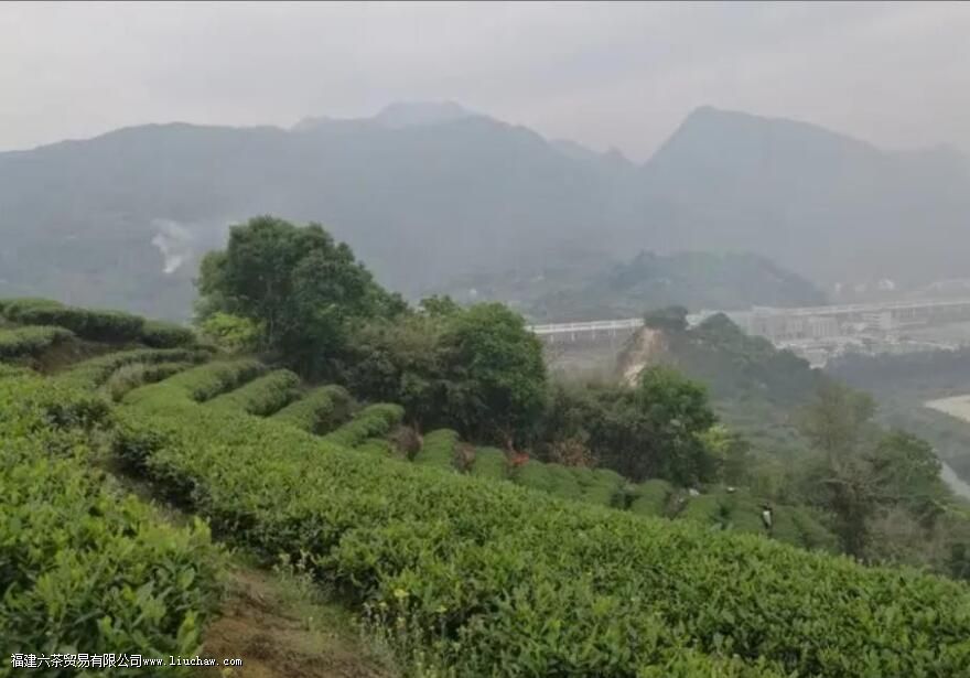 太姥山白茶的特点 太姥山白茶的特点