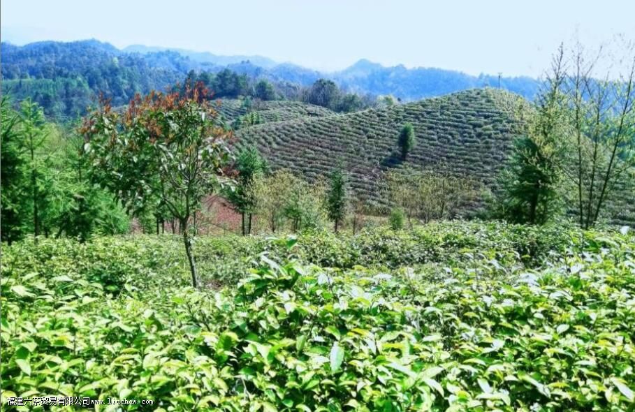 滩茶是什么茶 滩茶的特点 滩茶是什么茶 滩茶的特点