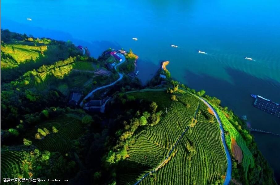 滩茶是什么茶 滩茶的特点 滩茶是什么茶 滩茶的特点