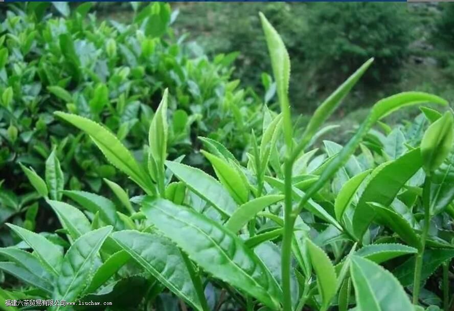 ��������ժ��׼��ʲô