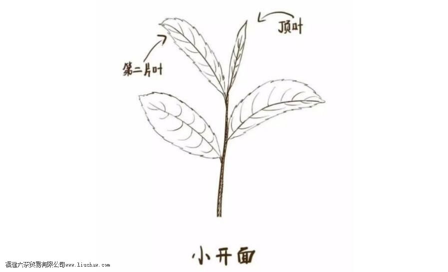 ��������ժ��׼��ʲô