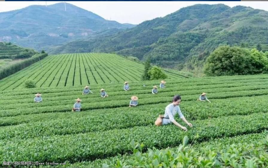 铁观音产地 铁观音产地