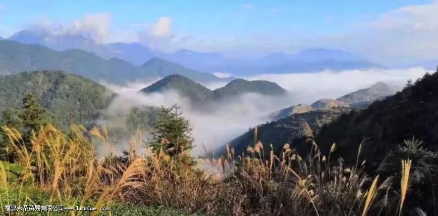 铁观音产地 铁观音产地