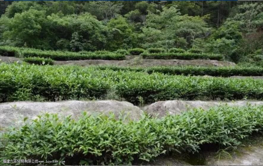 铁观音产地 铁观音产地