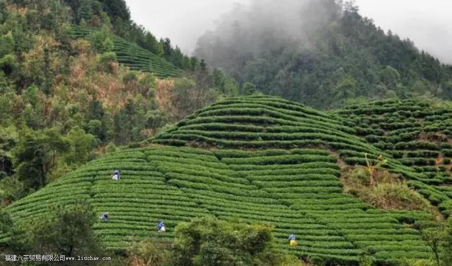 铁观音产地 铁观音产地