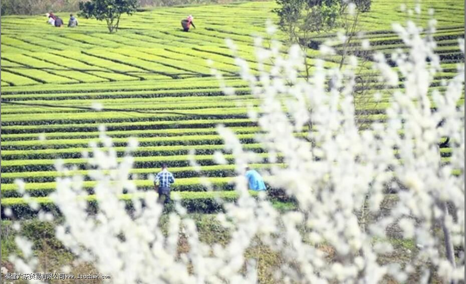 头采茶、头春茶、明前茶、雨前茶,看完这些就懂了 头采茶、头春茶、明前茶、雨前茶,看完这些就懂了