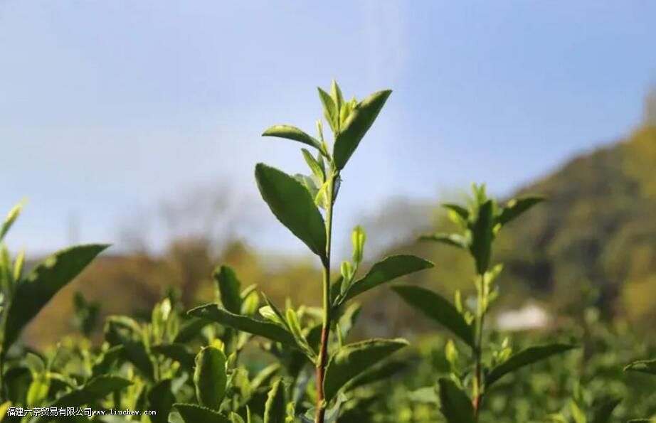 头采茶、头春茶、明前茶、雨前茶,看完这些就懂了 头采茶、头春茶、明前茶、雨前茶,看完这些就懂了